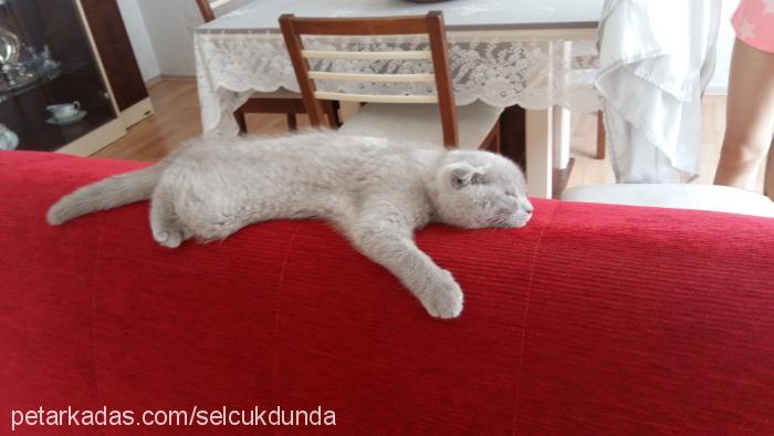 miya Dişi Scottish Fold