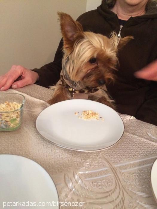 lucky Erkek Yorkshire Terrier