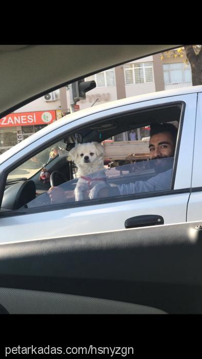 bulut Erkek Tibetli Spaniel