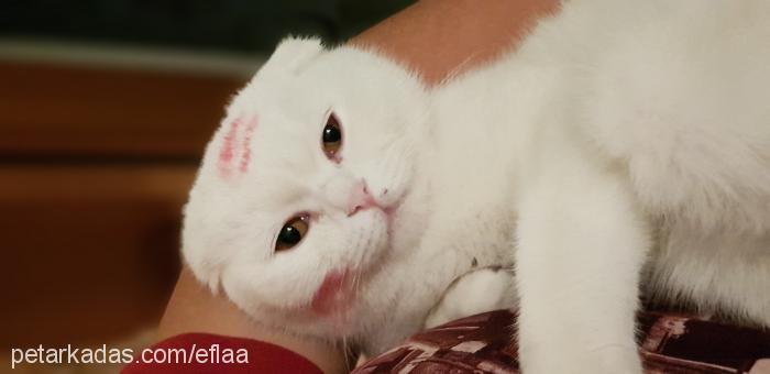 bihter Dişi Scottish Fold