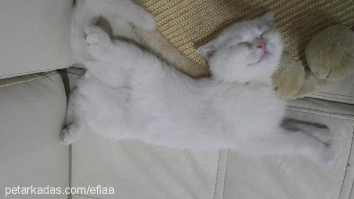 bihter Dişi Scottish Fold