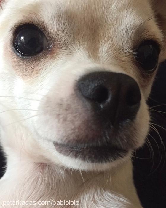 pablo Erkek Chihuahua