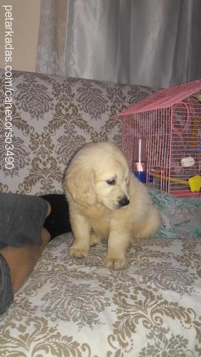 lİmon Dişi Golden Retriever