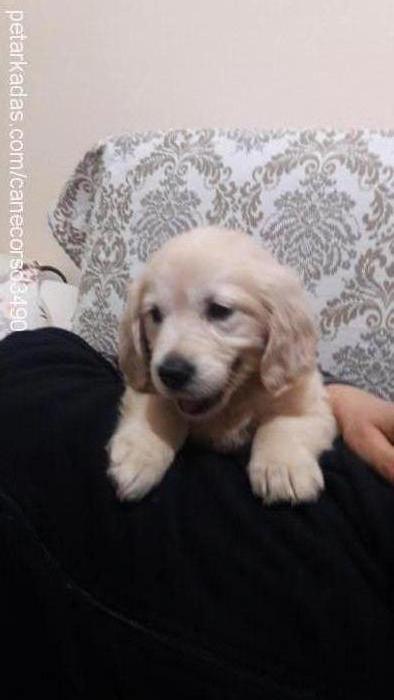 lİmon Dişi Golden Retriever