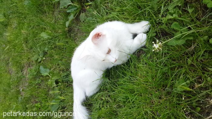 Şakir Erkek Ankara Kedisi (Angora)