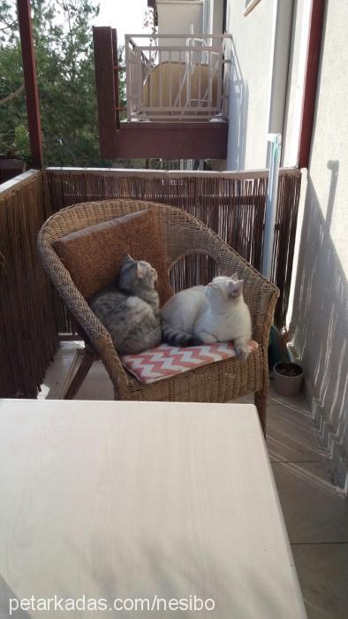 boncuk Dişi British Shorthair