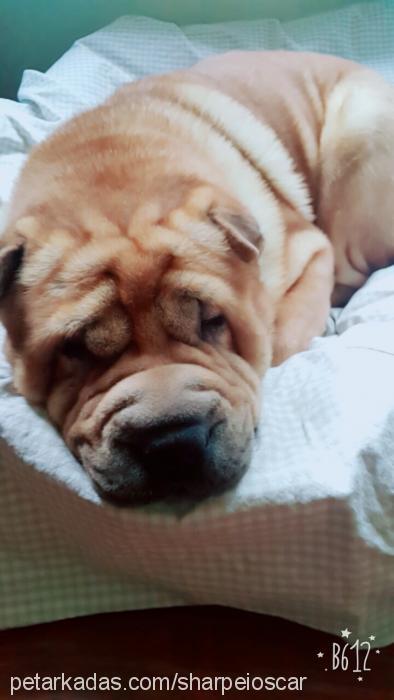 oskar Erkek Çin Shar-Pei