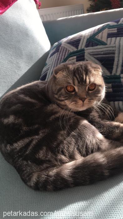 tesla Erkek Scottish Fold