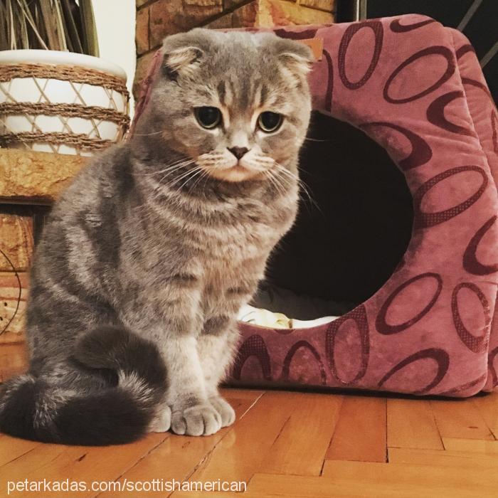 minnoş Dişi British Shorthair