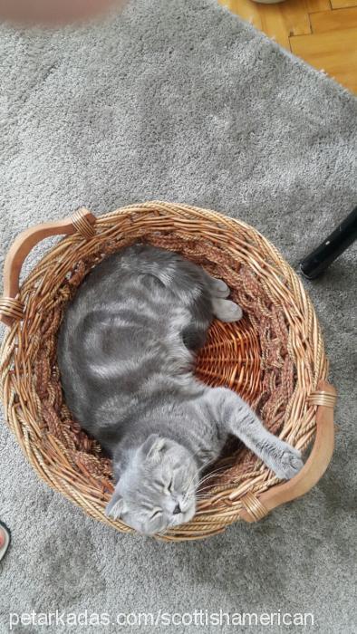 minnoş Dişi British Shorthair