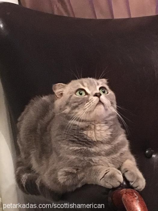 minnoş Dişi British Shorthair