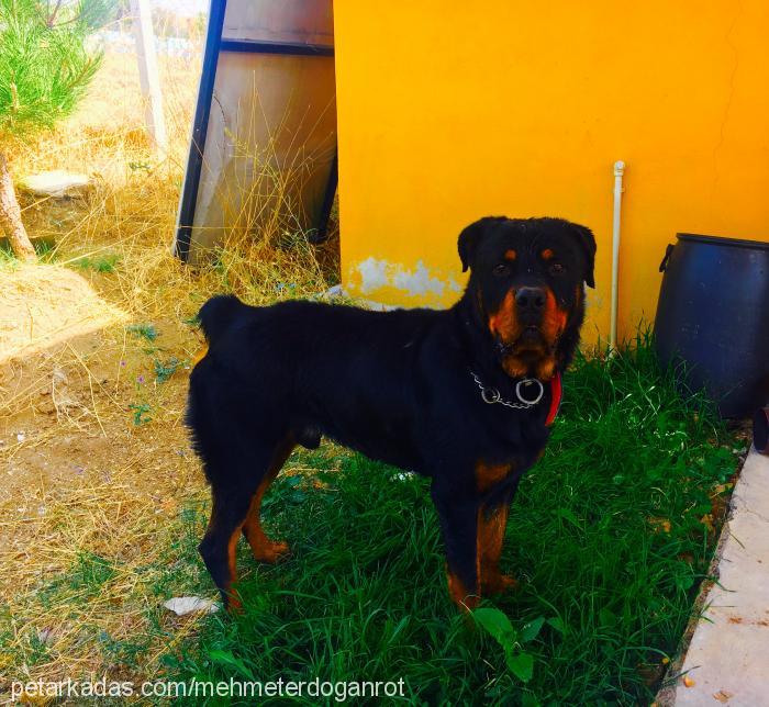 kral Erkek Rottweiler