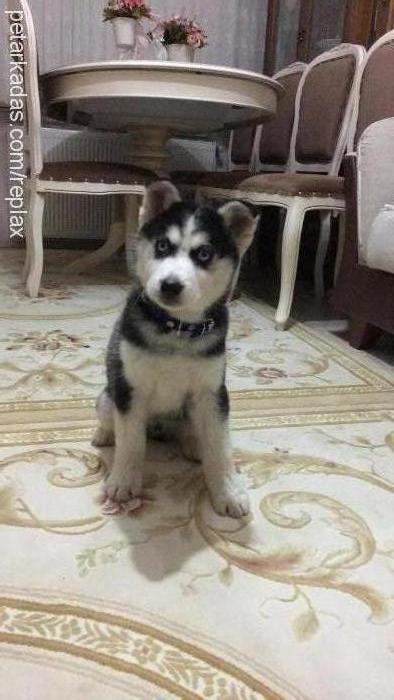 oscar Erkek Sibirya Kurdu (Husky)