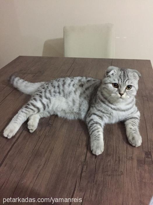 yaman Erkek Scottish Fold