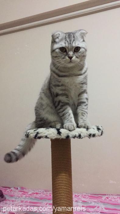 yaman Erkek Scottish Fold