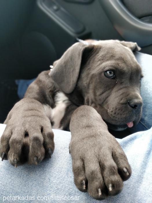 titanium Erkek Cane Corso Italiano