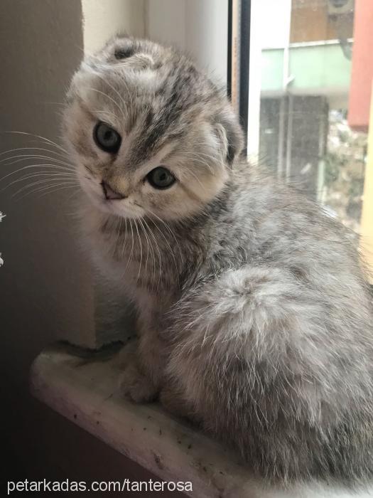 maya Dişi Scottish Fold