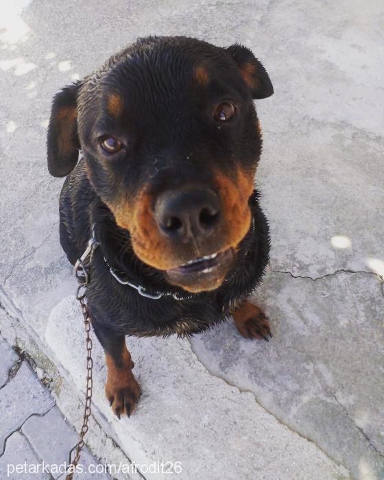 afrodit Dişi Rottweiler