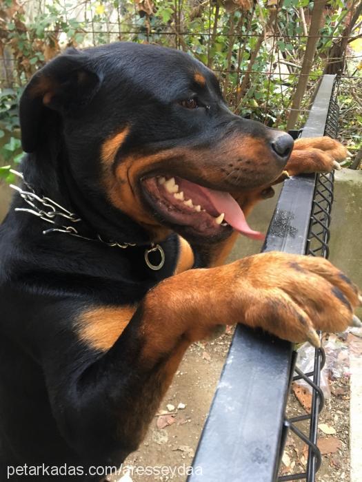 ares Erkek Rottweiler