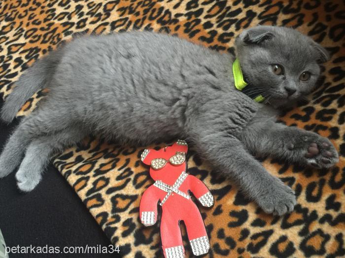 mila34 Dişi Scottish Fold