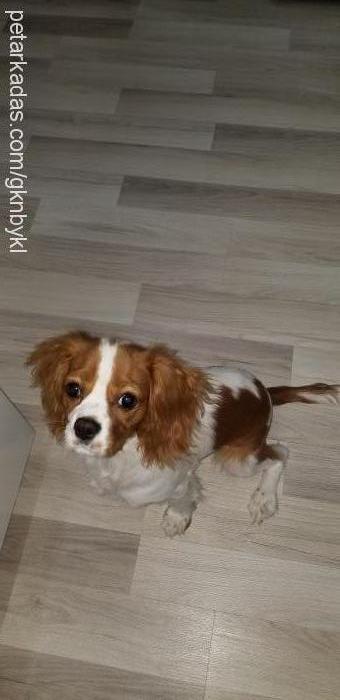 mika Erkek King Charles Spaniel