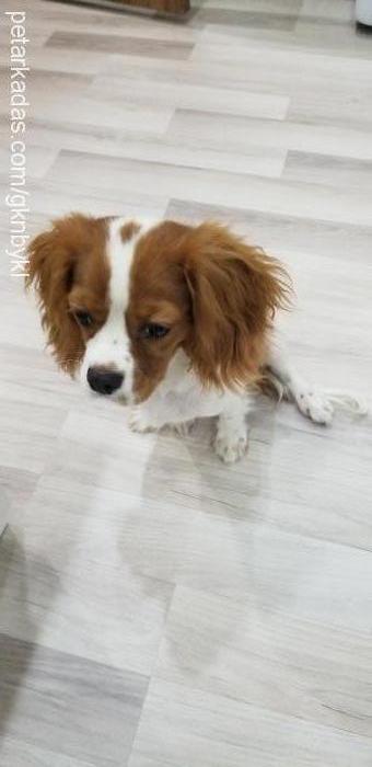 mika Erkek King Charles Spaniel