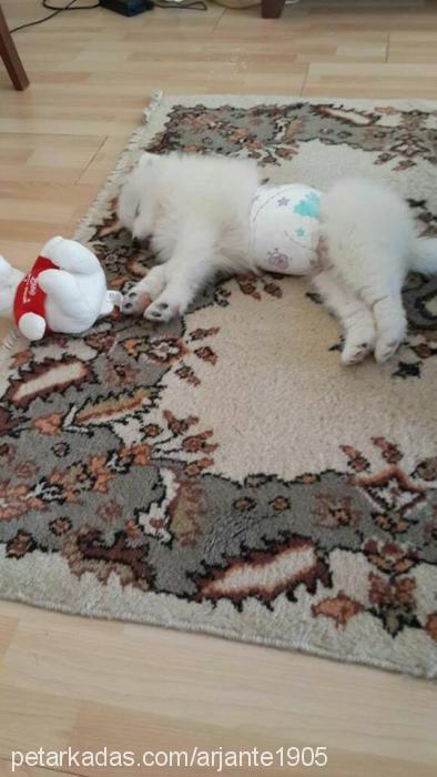 bulut Erkek Samoyed