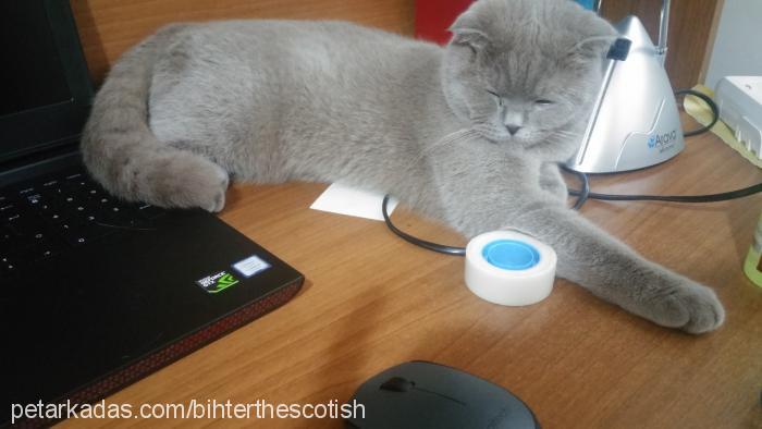 bİhter Dişi Scottish Fold