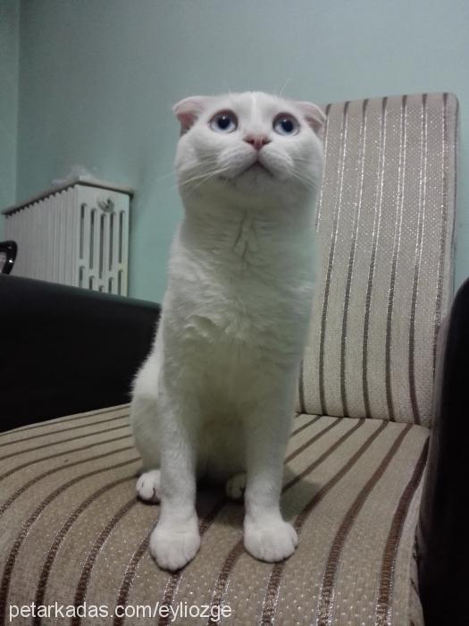 joint Erkek Scottish Fold