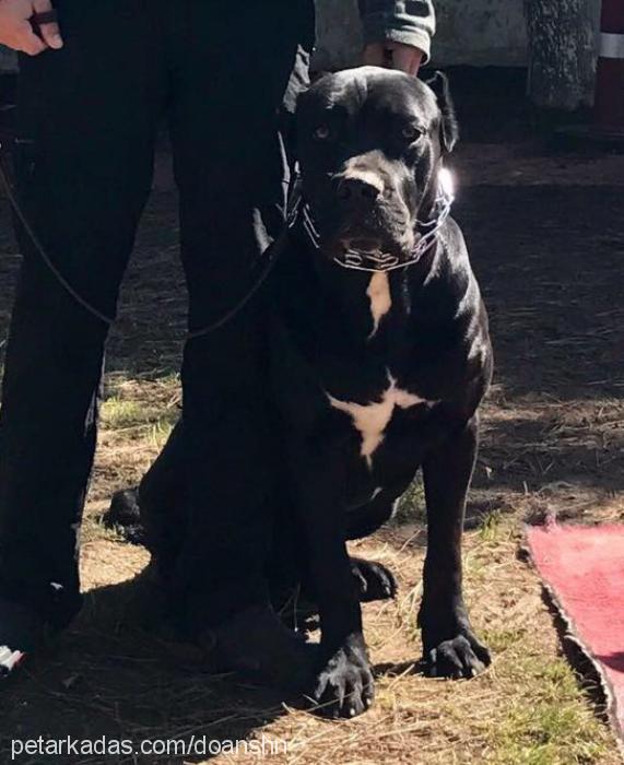 dexter Erkek Cane Corso Italiano