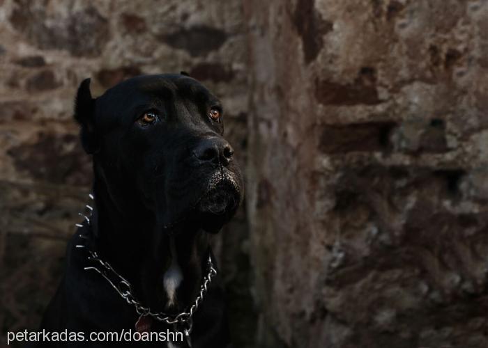 dexter Erkek Cane Corso Italiano