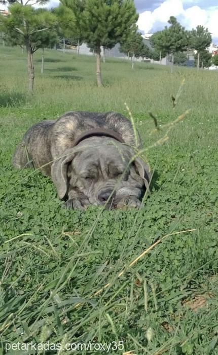 roxy Dişi Napoliten Mastiff