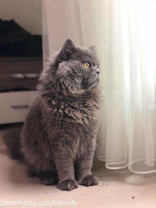 tofy Erkek British Shorthair