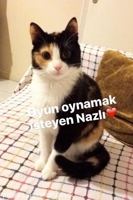 nazlı Dişi Tekir Kedi