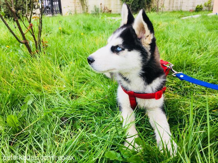 oscar Erkek Sibirya Kurdu (Husky)