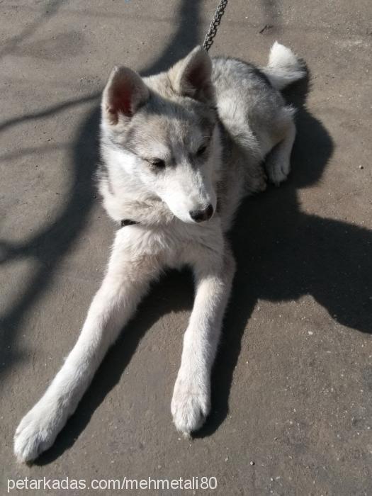 şila Dişi Sibirya Kurdu (Husky)