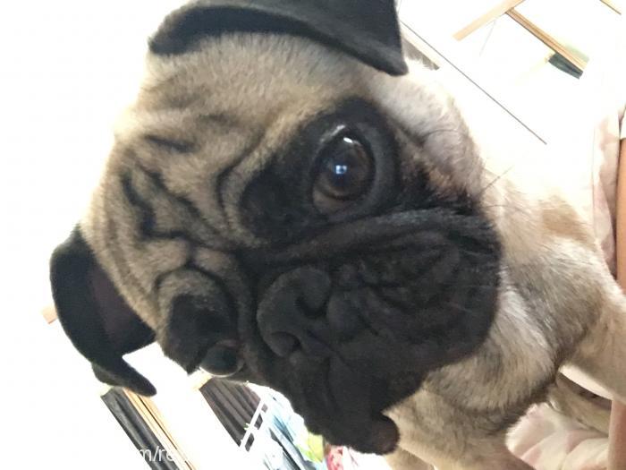 rex Erkek Pug