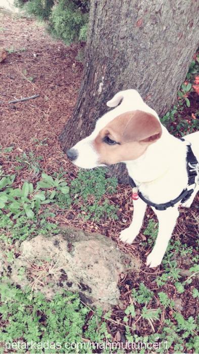 aşil Erkek Jack Russell Terrier