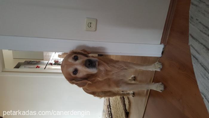 jack Erkek Golden Retriever