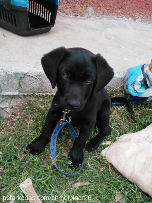 ares Erkek Labrador Retriever