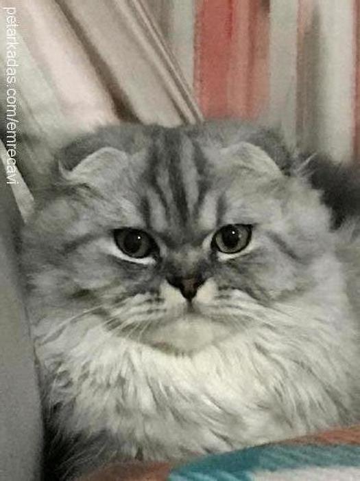 pchiko Erkek Exotic Shorthair