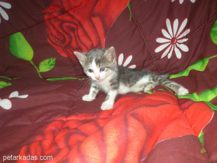 ucretsiz yavru kedi sahiplendirme istanbul ucretsiz kedi istanbul petarkadas com