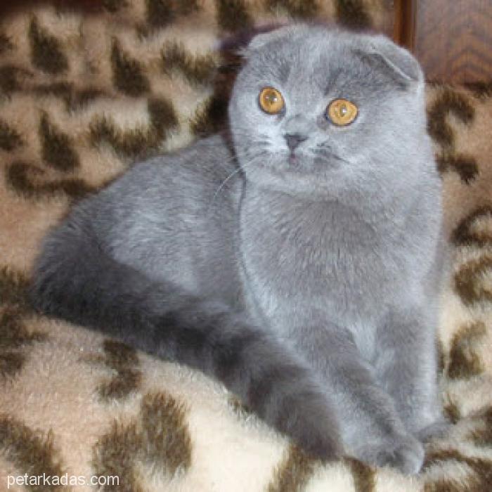 Scottish Fold Yavru Kedi Ariyor Ucretsiz Kedi Adana Petarkadas Com