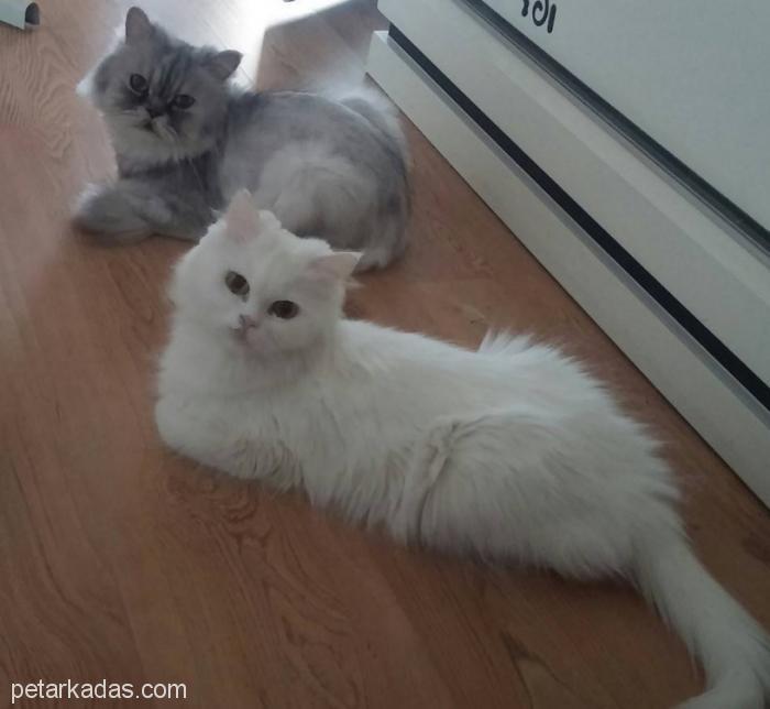 izmir ici ucretsiz kedi sahiplendirm ucretsiz kedi izmir petarkadas com