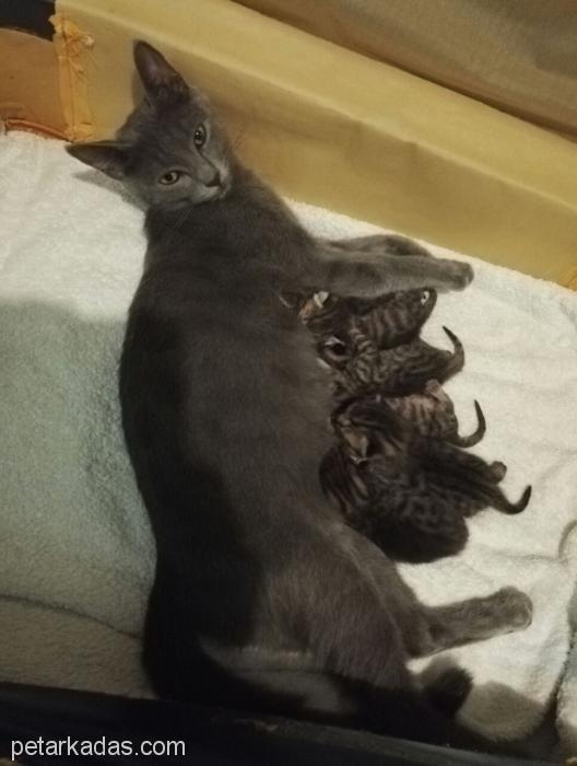 yeni dogmus yavru kedi sahiplendirme istanbul ucretsiz kedi istanbul petarkadas com