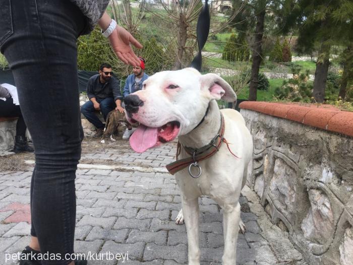 bulut Erkek Dogo Arjantin