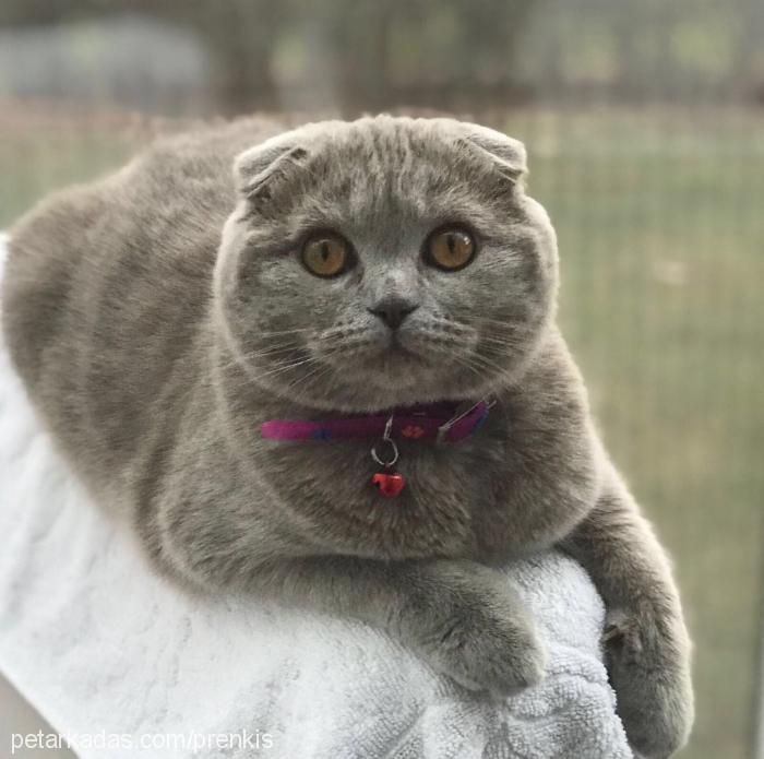 prenses Dişi British Shorthair