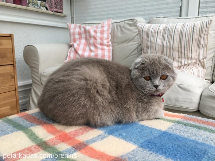 prenses Dişi British Shorthair