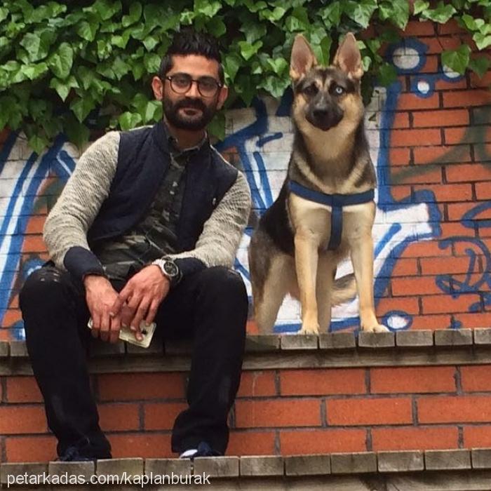 chivas Dişi Alman Çoban Köpeği