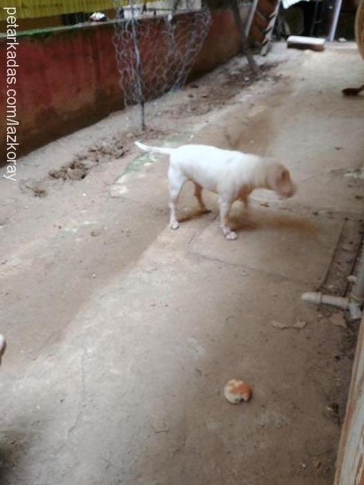 pamuk Dişi Bull Terrier